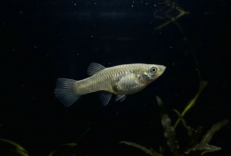 Mosquito Fish
