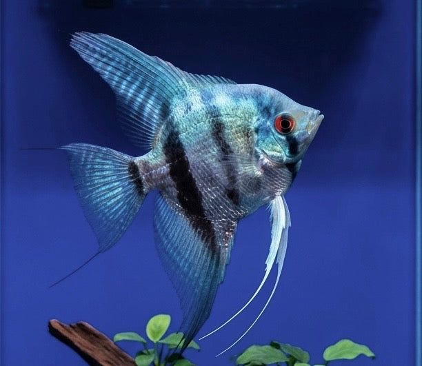 Blue Silver Angelfish
