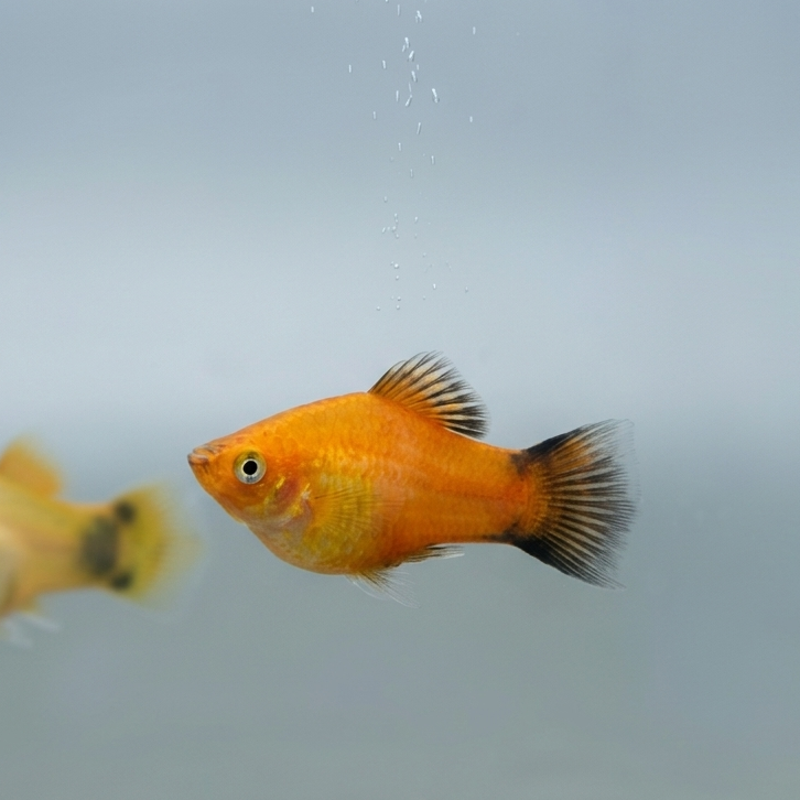 Orange Wagtail Platy
