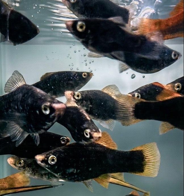 Black Swordtail
