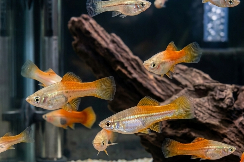 Sunset Swordtail