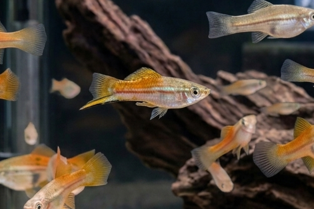 Sunset Swordtail