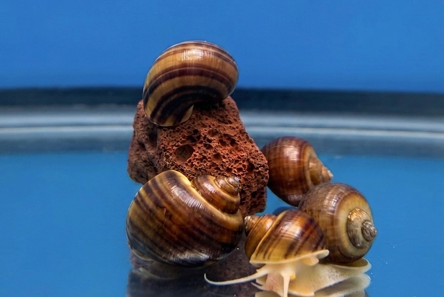Albino Mystery Snail