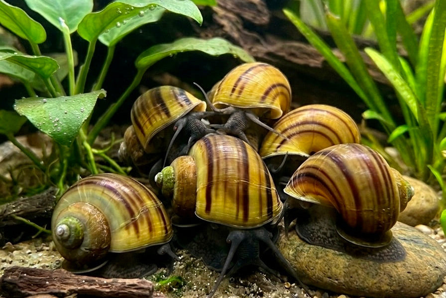 Black Mystery Snail