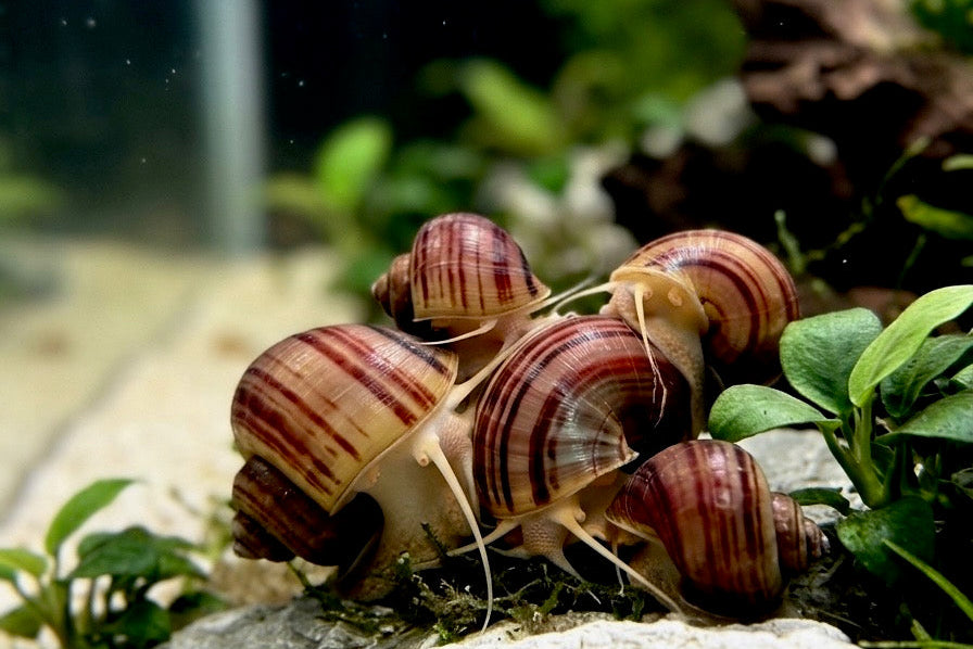 Magenta Mystery Snail