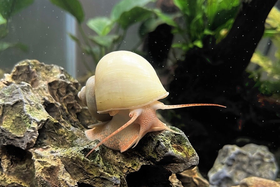 Ivory Mystery Snail