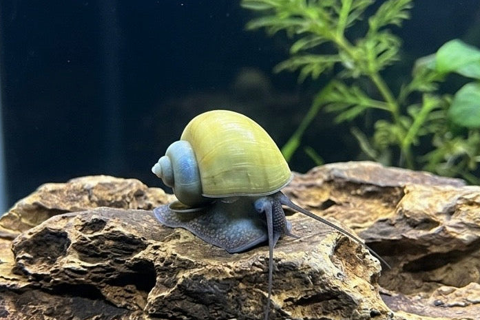 Blue Mystery Snail