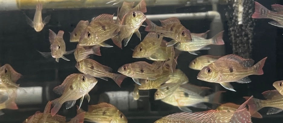 Geophagus sveni