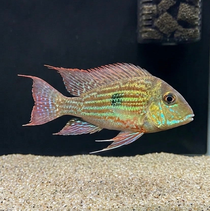 Geophagus sveni