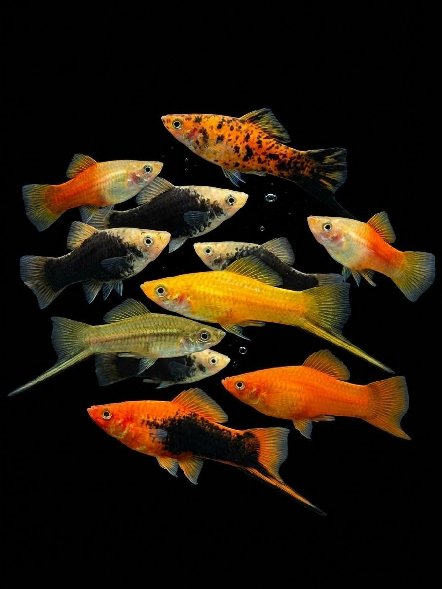 Assorted Swordtails